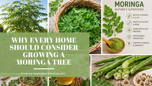 Why Every Home Should Consider Growing a Moringa Tree