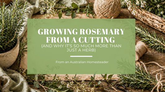 Growing Rosemary from a Cutting (and Why It’s So Much More Than Just a Herb)